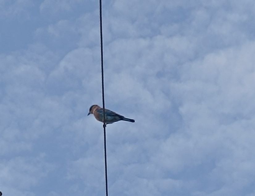 Indian Roller - ML642857578