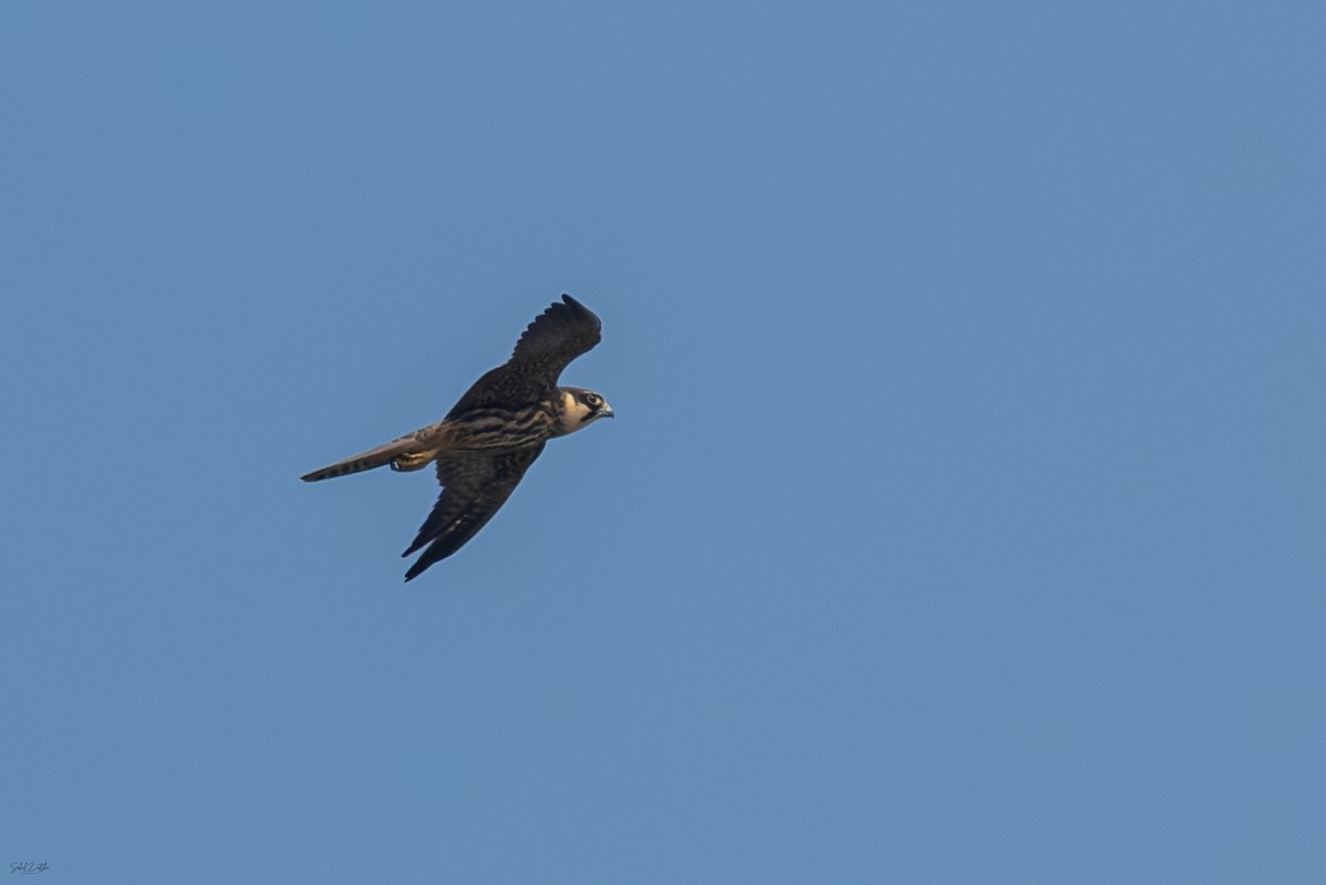 Eurasian Hobby - ML642857581