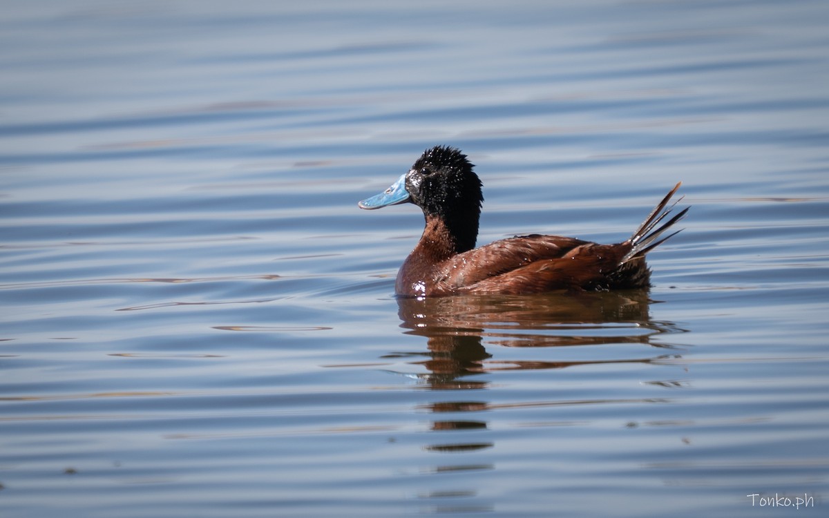 Andean Duck - ML642857582