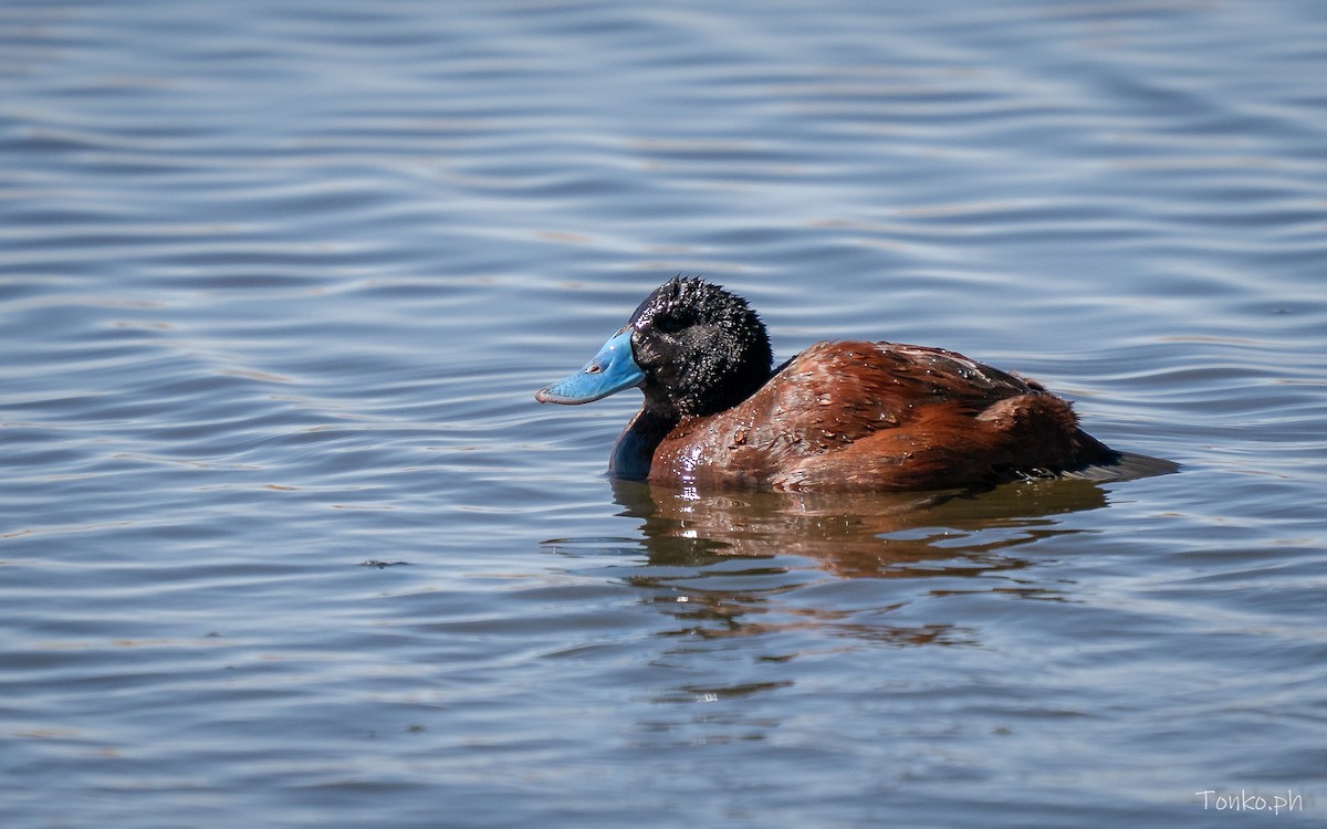 Andean Duck - ML642857583