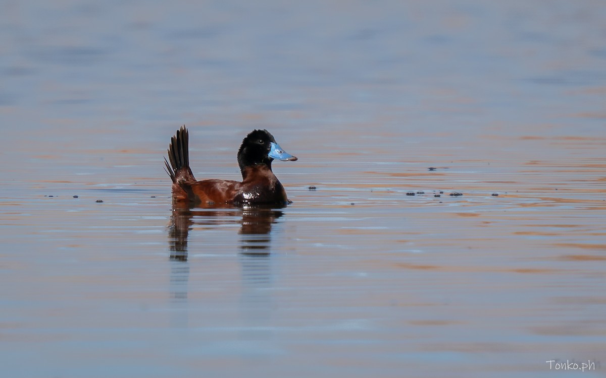 Andean Duck - ML642857585
