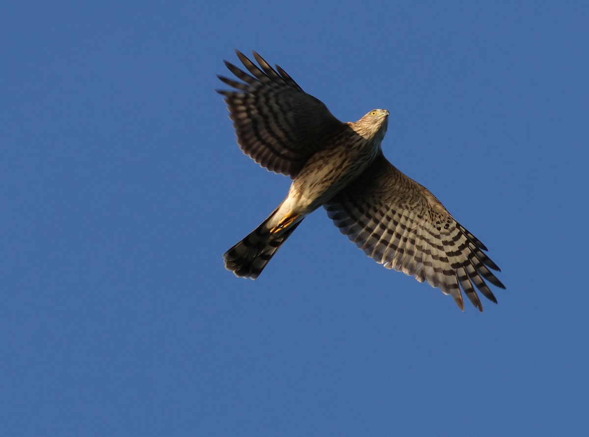 Sharp-shinned Hawk - ML642857586