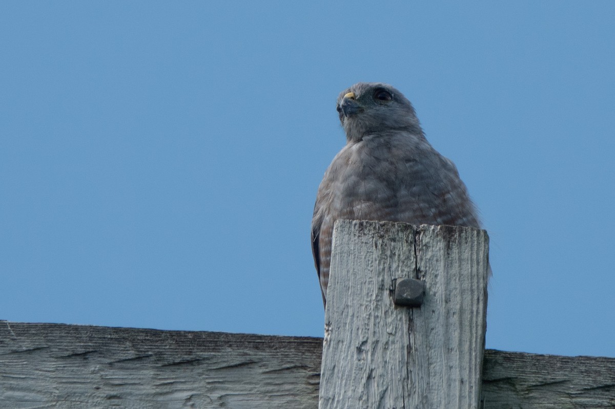 Ridgway's Hawk - ML642857588