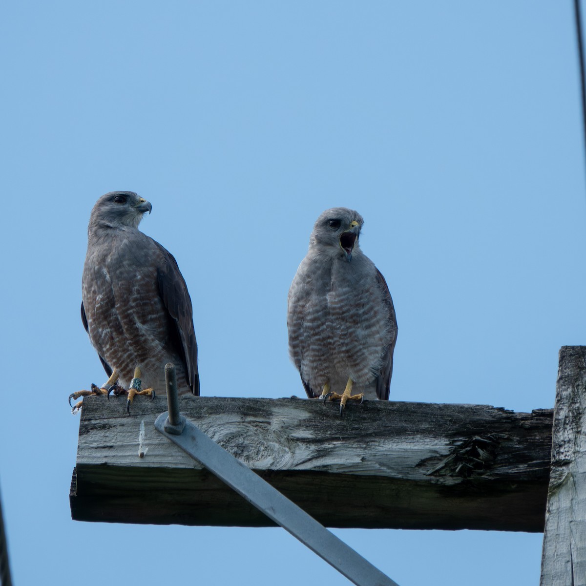 Ridgway's Hawk - ML642857589