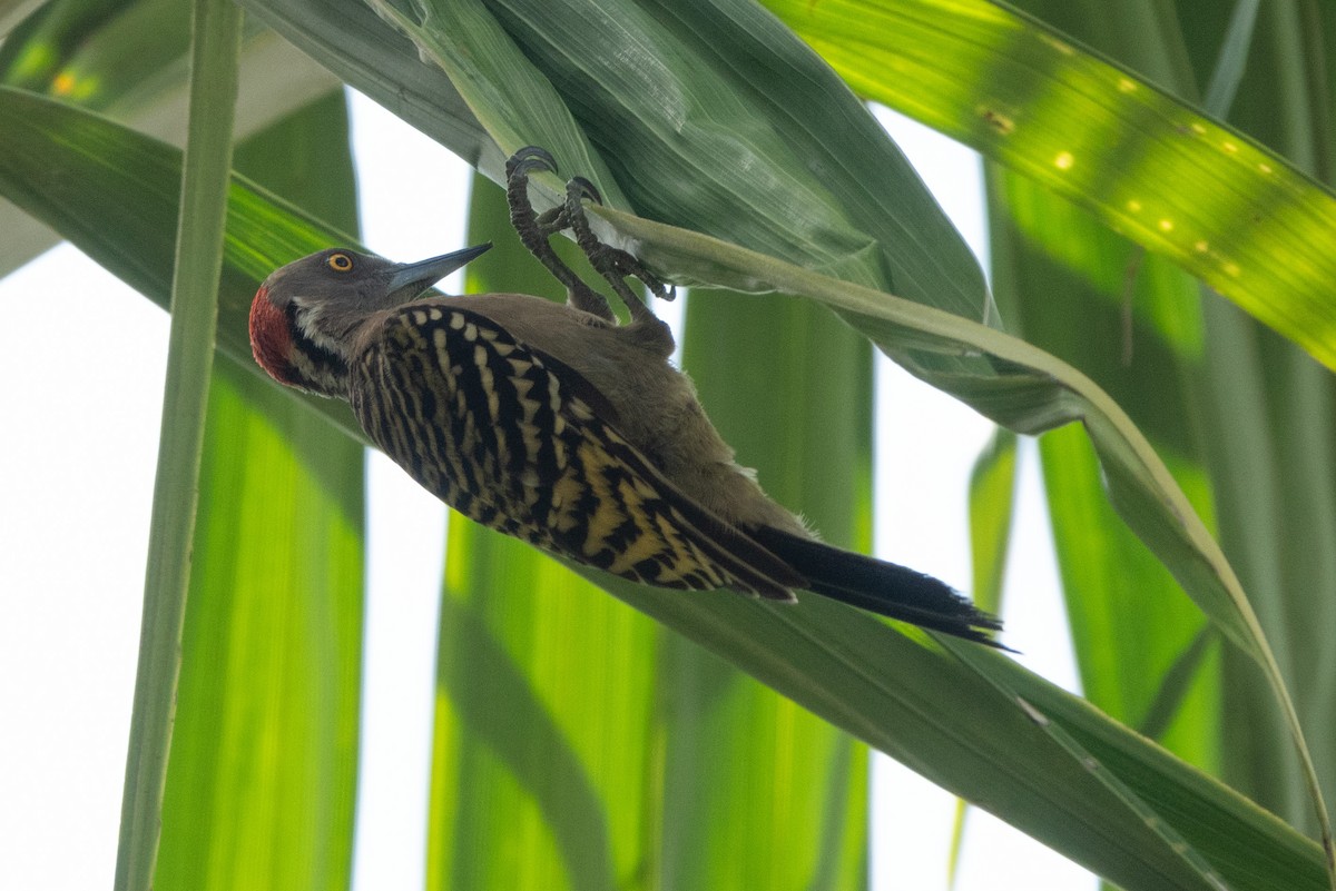 Hispaniolan Woodpecker - ML642857597