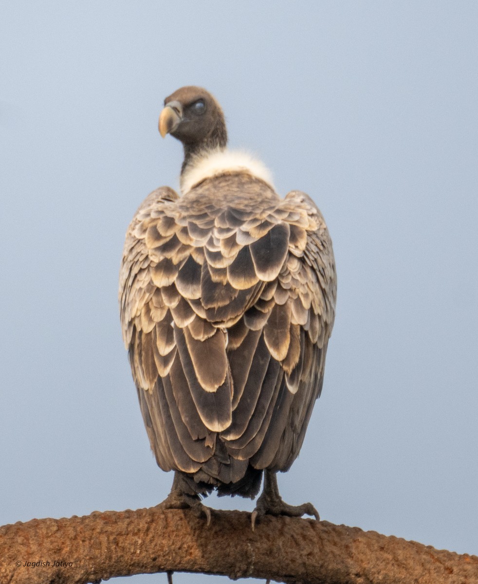 Indian Vulture - ML642857604