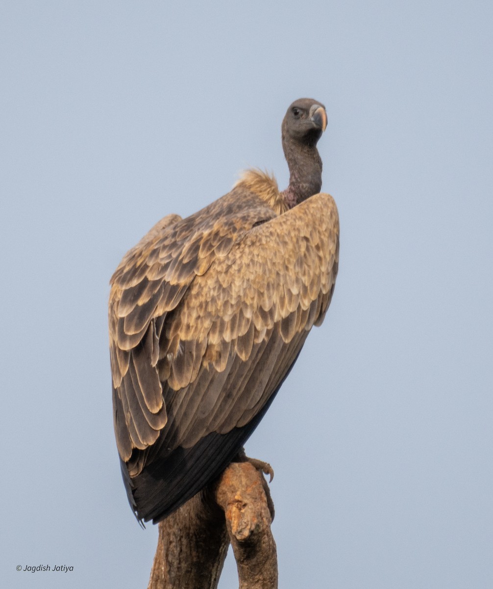 Indian Vulture - ML642857605