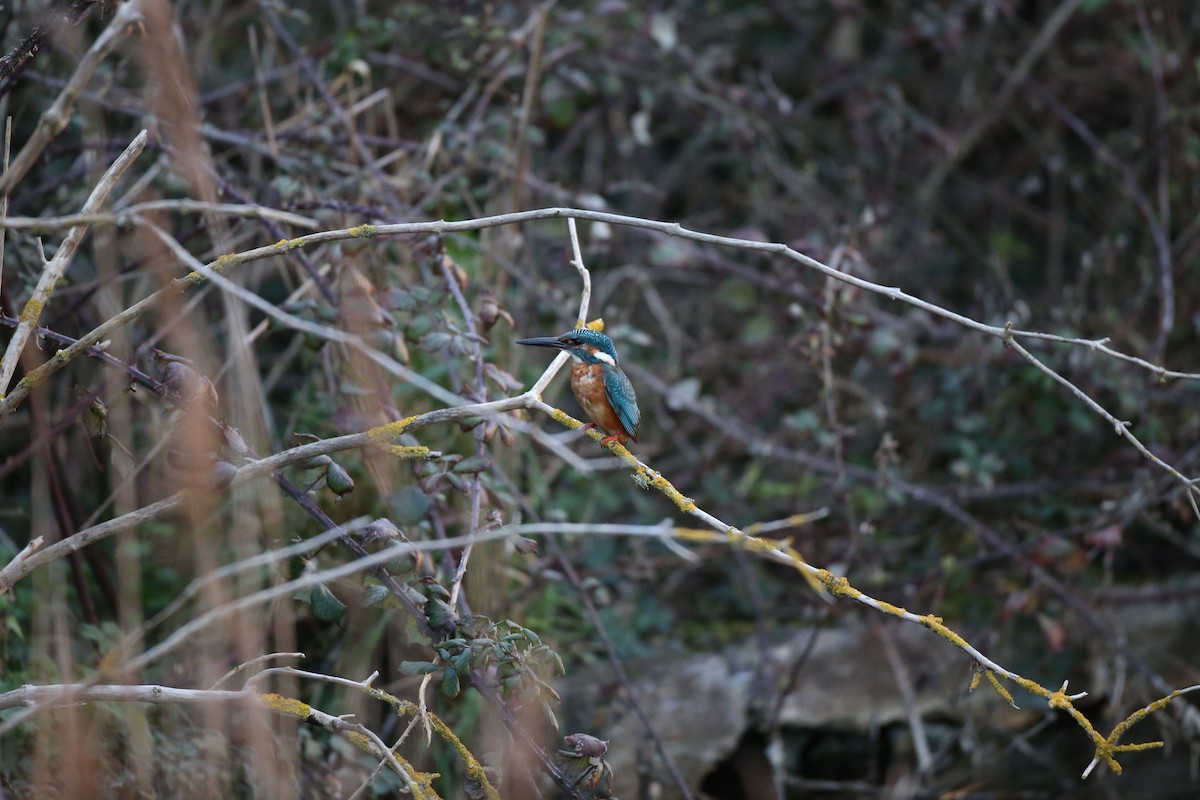 Martin-pêcheur d'Europe (groupe atthis) - ML642857611