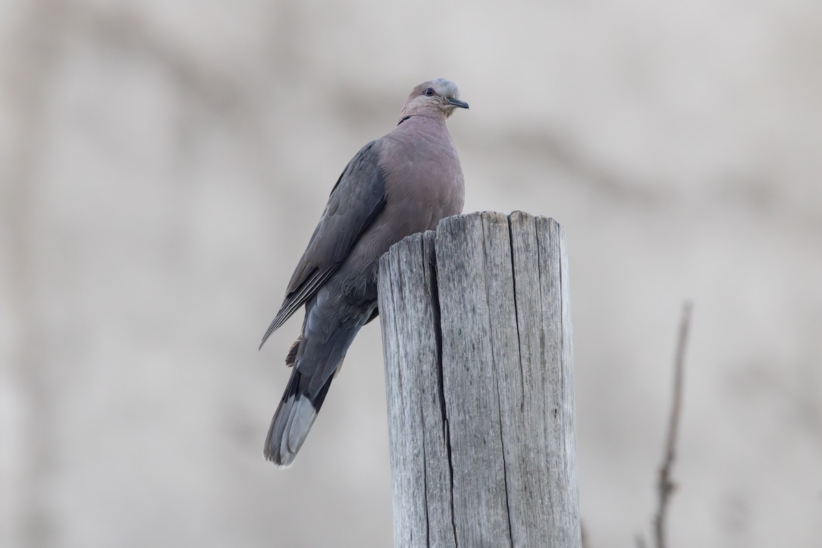 Red-eyed Dove - ML642857624
