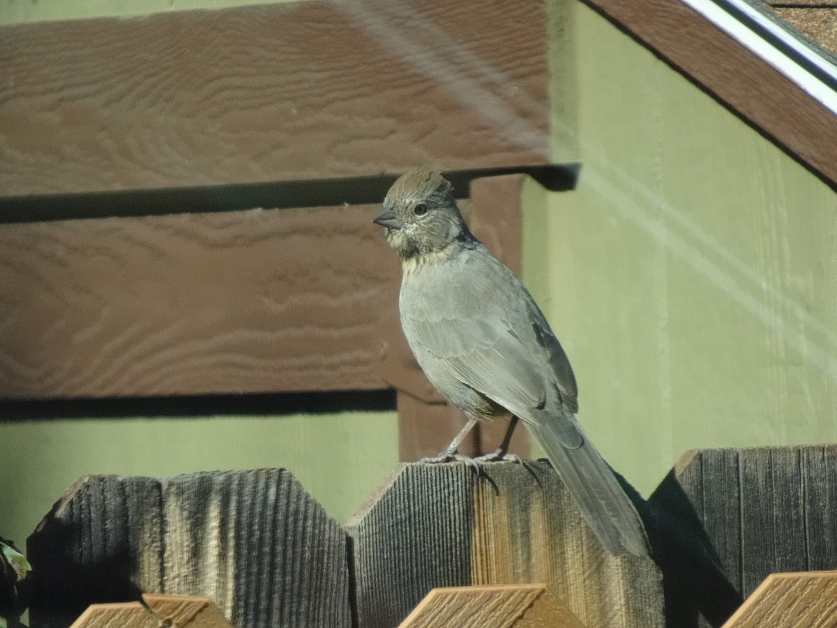 Canyon Towhee - ML642857626