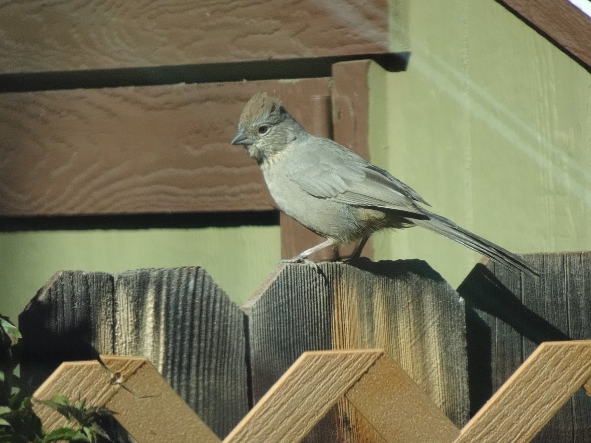 Canyon Towhee - ML642857627