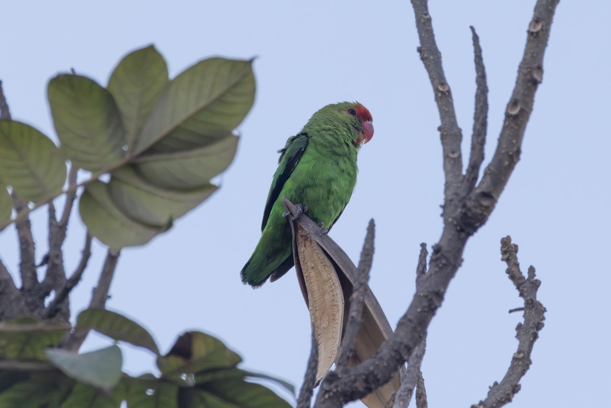 Black-winged Lovebird - ML642857629
