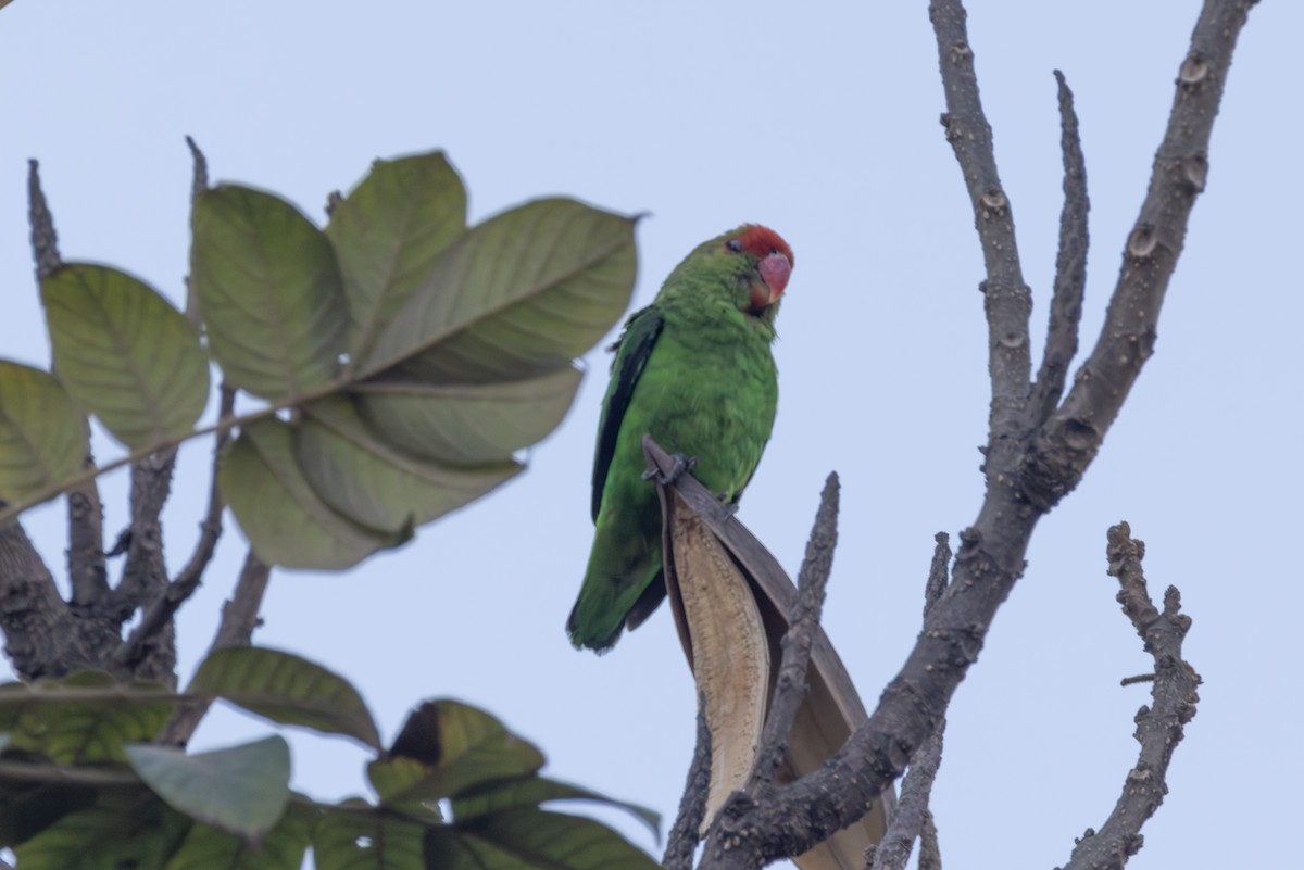 Black-winged Lovebird - ML642857630