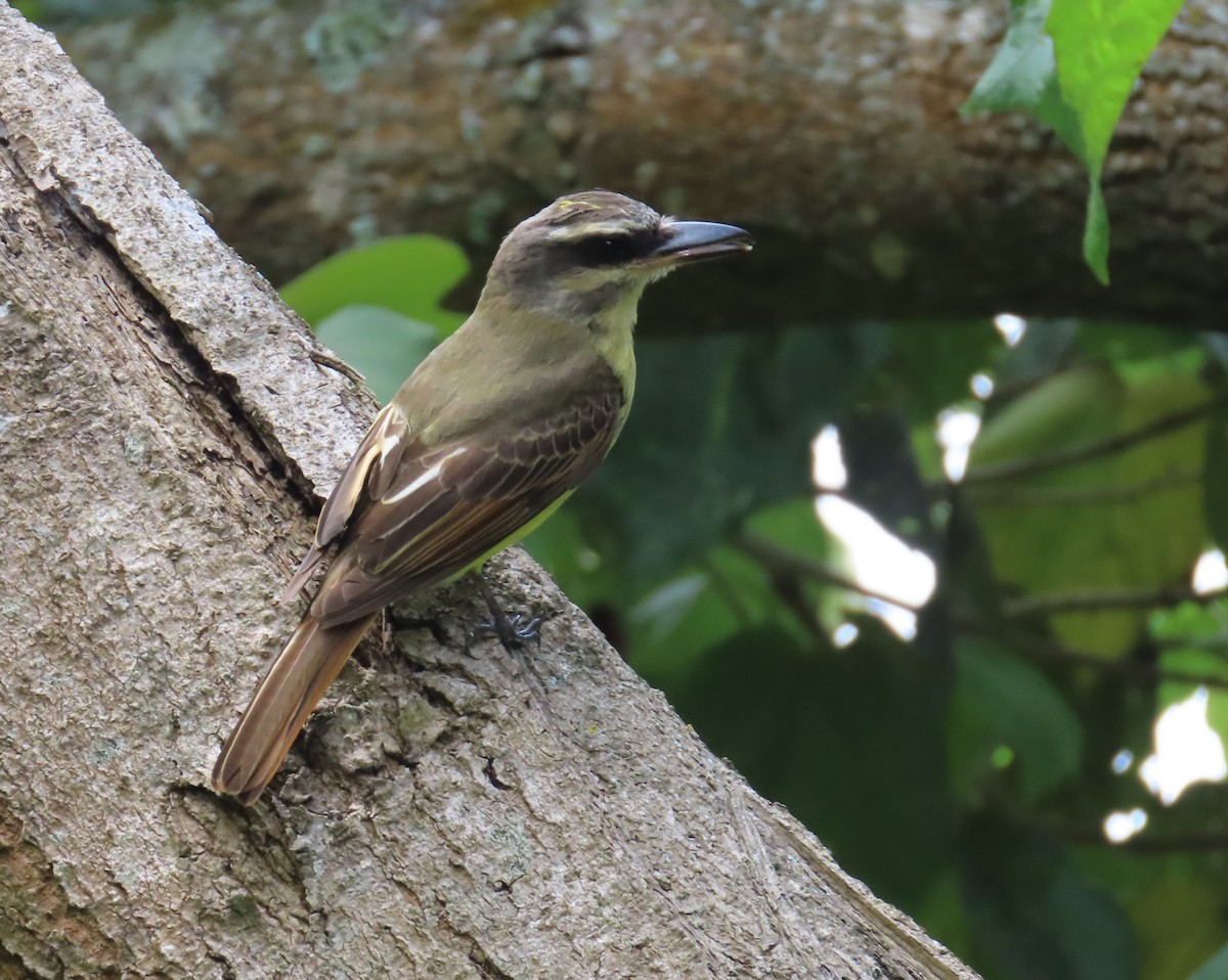 Golden-bellied Flycatcher - ML642857634