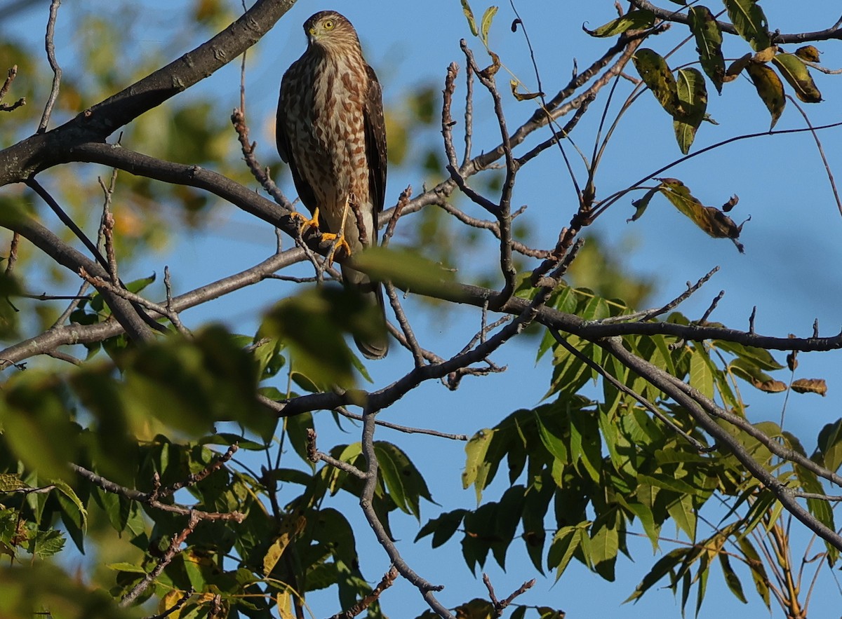 Sharp-shinned Hawk - ML642857638