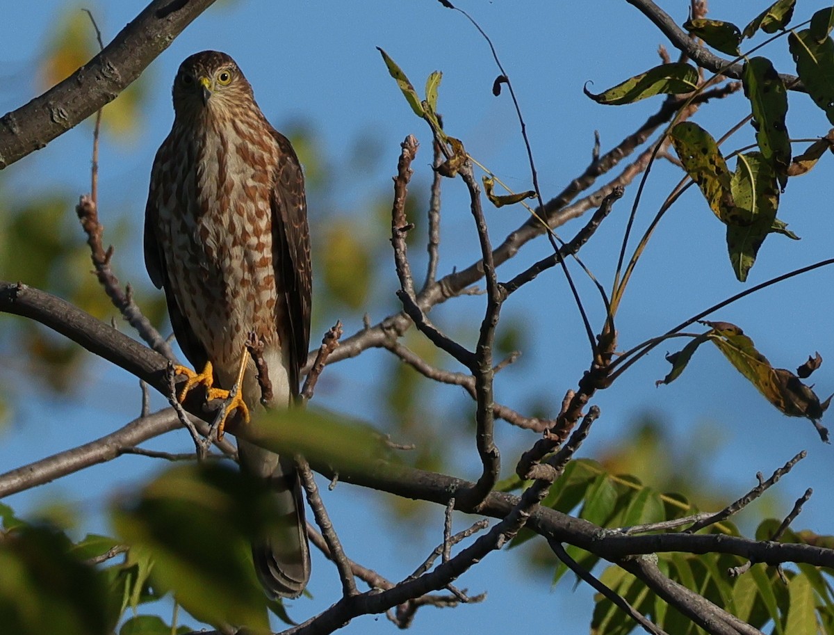 Sharp-shinned Hawk - ML642857639