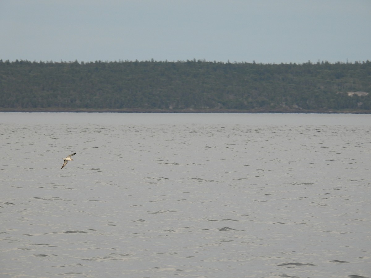 Cory's Shearwater - ML642857643