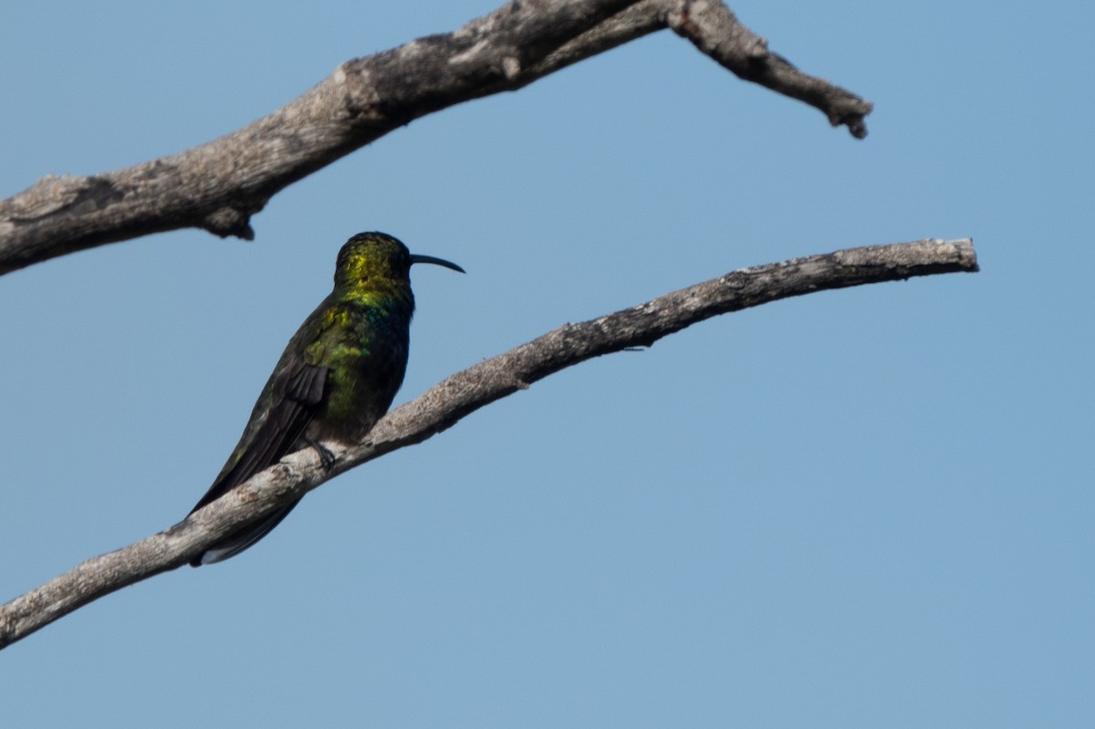 Puerto Rican Mango - ML642857645