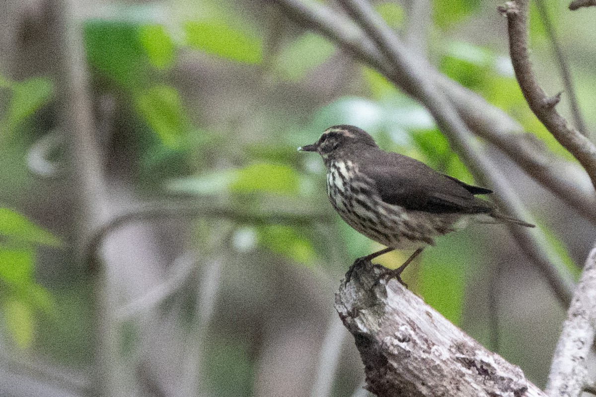 Northern Waterthrush - ML642857654