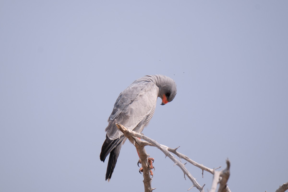 Pale Chanting-Goshawk - ML642857660