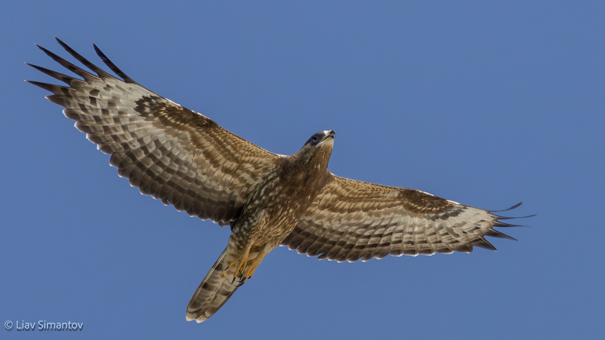 European Honey-buzzard - ML642857678