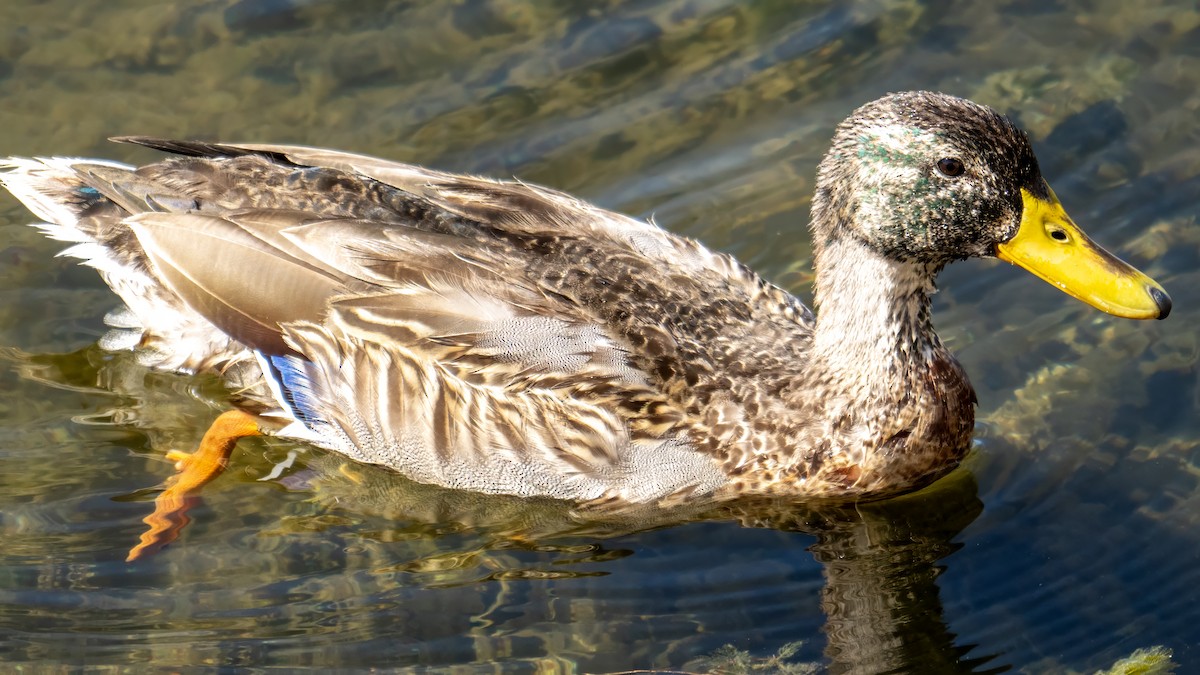 Mallard - ML642857696