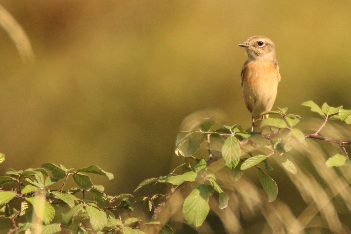 European Stonechat - ML642857697