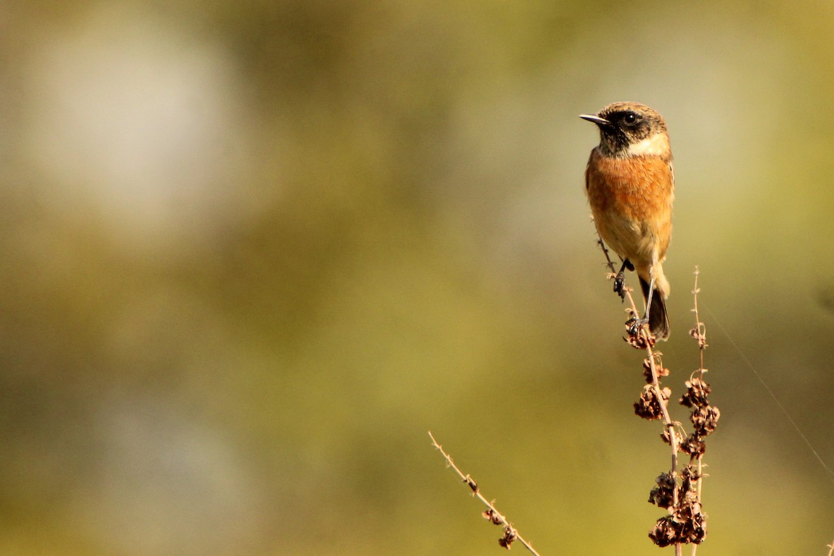 European Stonechat - ML642857698