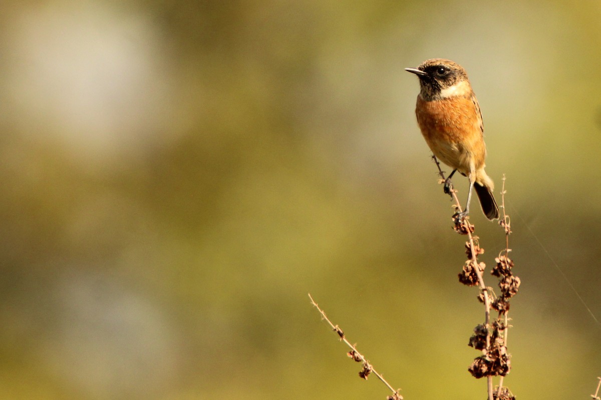 European Stonechat - ML642857700