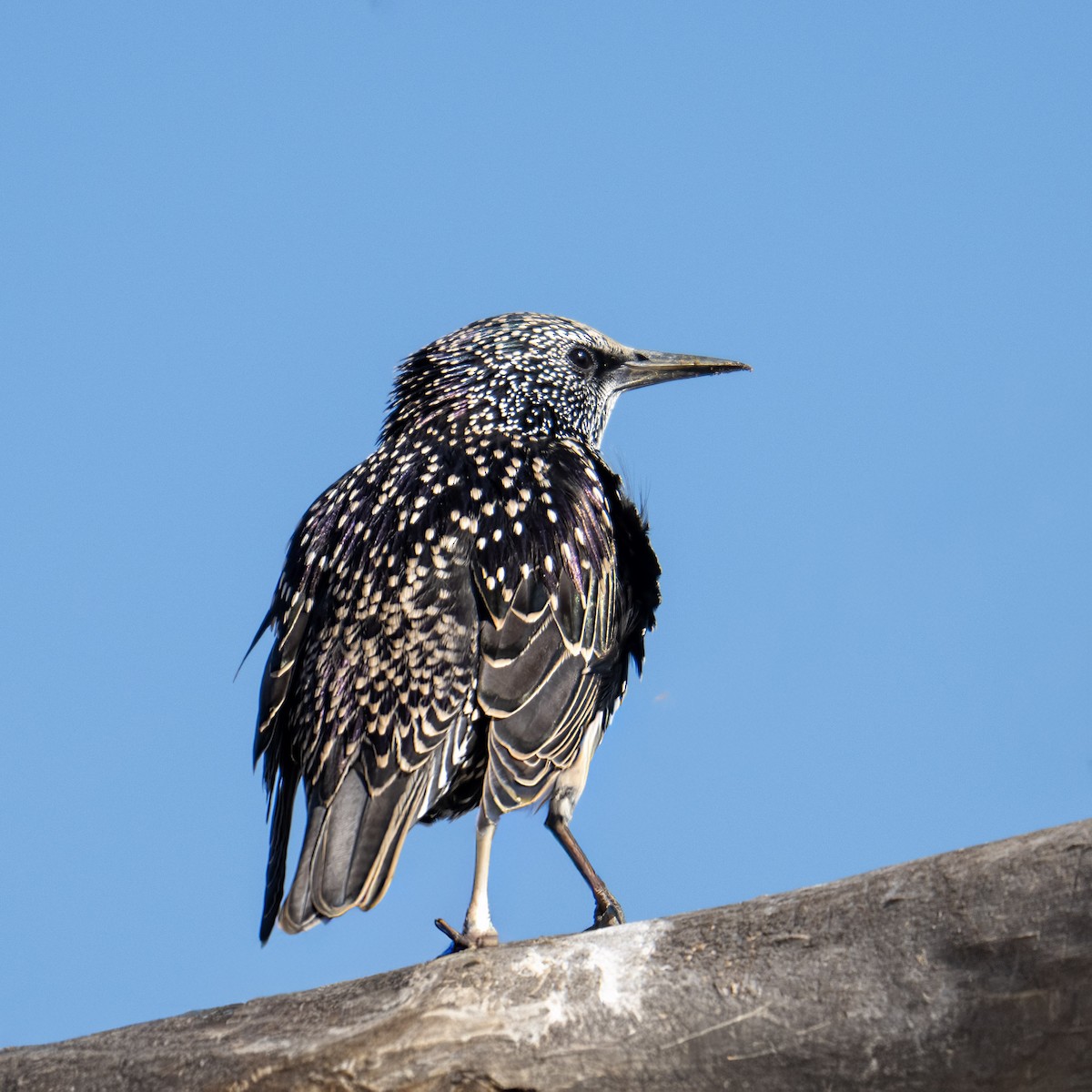European Starling - ML642857717