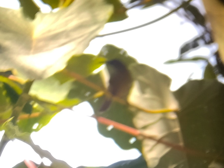 Sunda Honeyeater - ML642857721