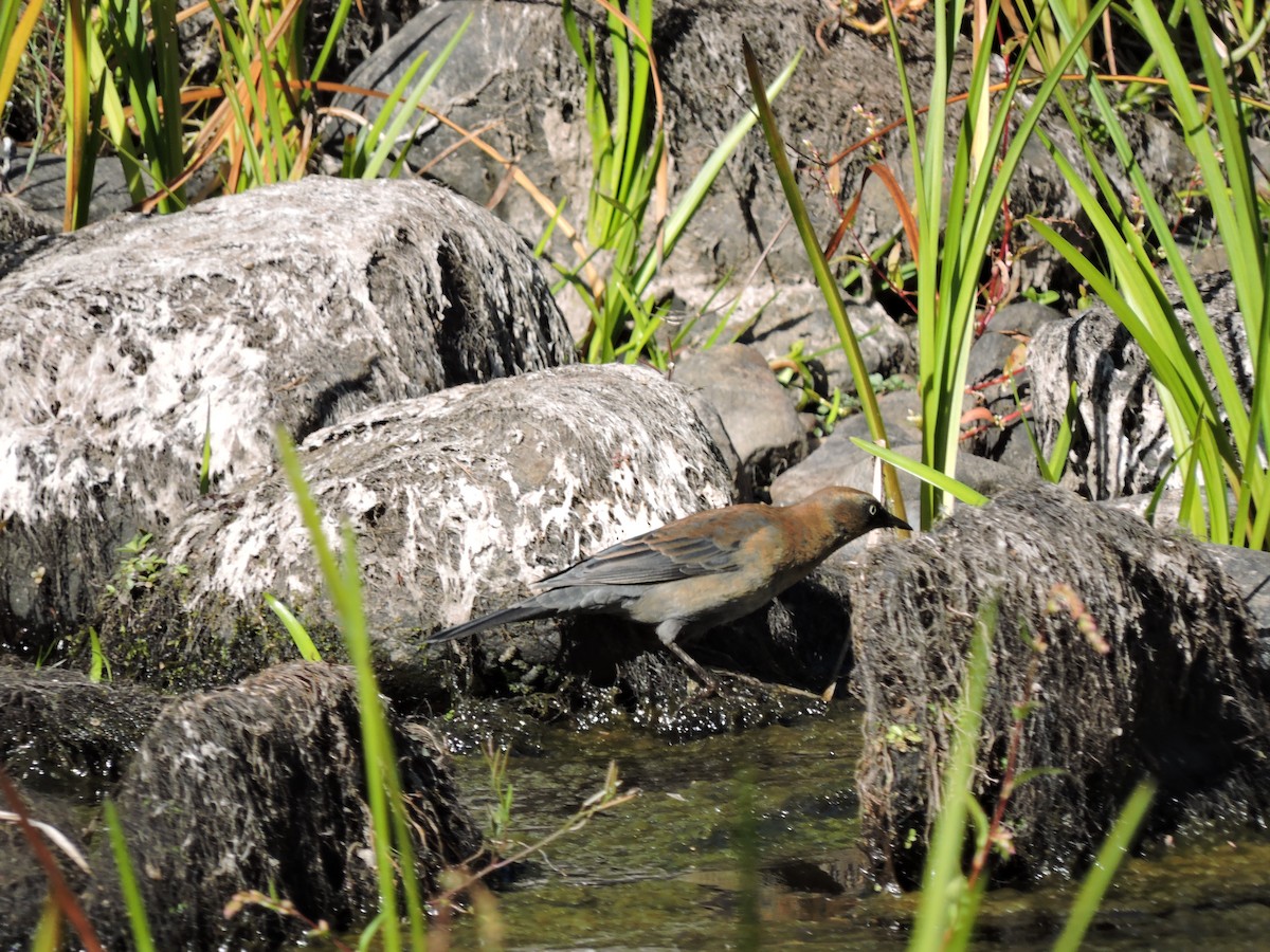 Rusty Blackbird - ML642857733
