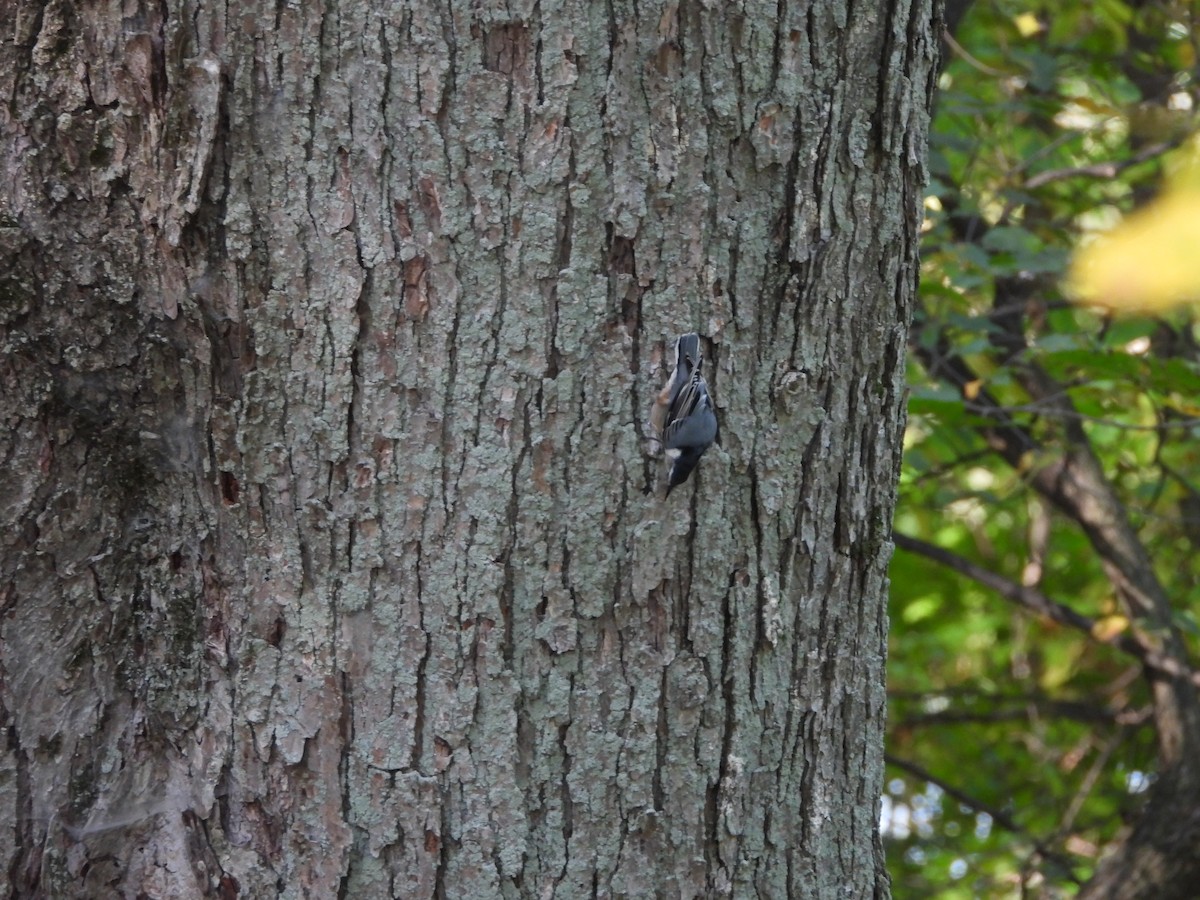 White-breasted Nuthatch - ML642857740