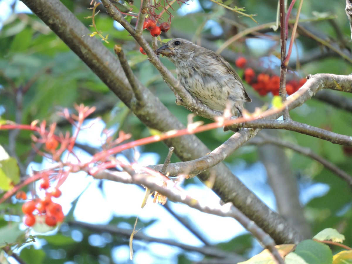 Purple Finch - ML642857745