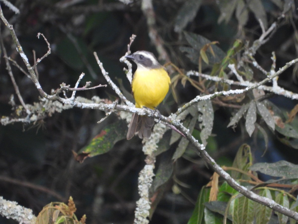 Social Flycatcher - ML642857749