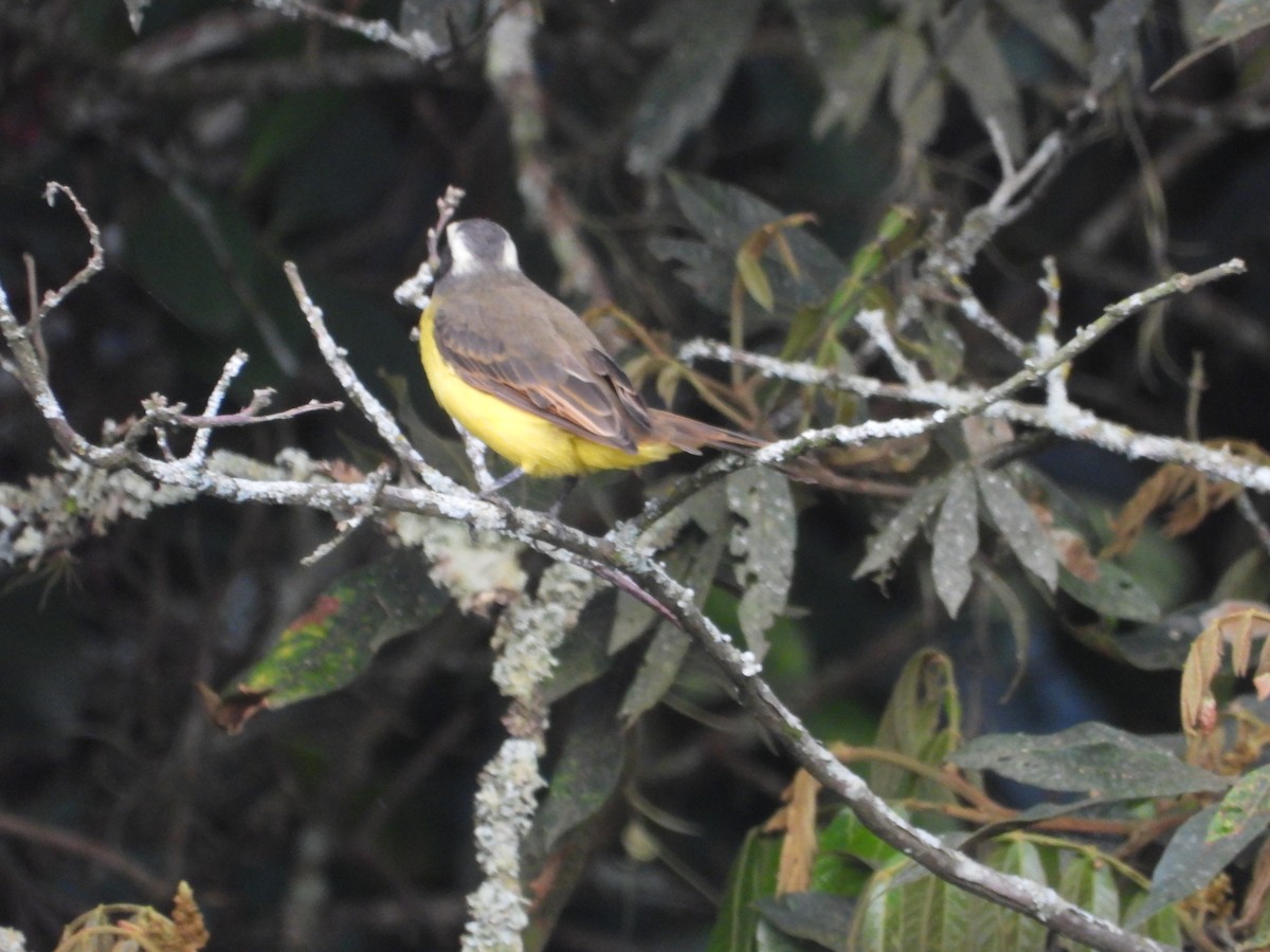 Social Flycatcher - ML642857750