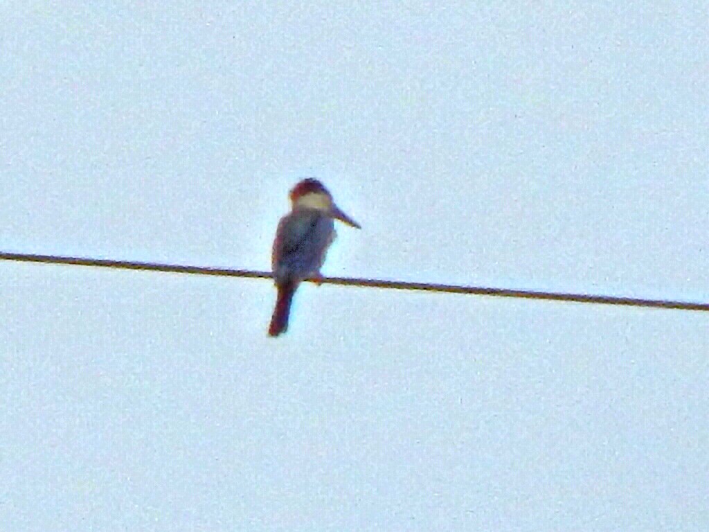 Stork-billed Kingfisher - ML642857752
