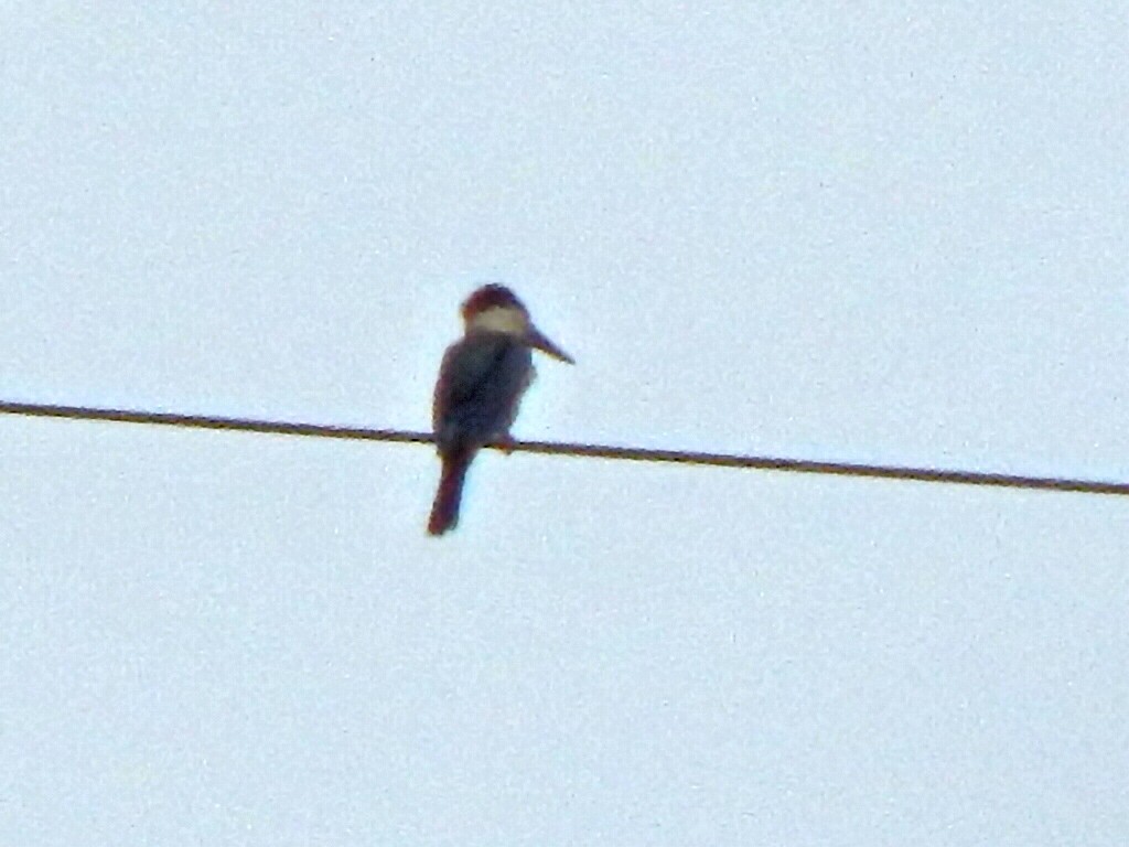 Stork-billed Kingfisher - ML642857753
