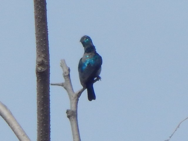 Loten's Sunbird - ML642857755