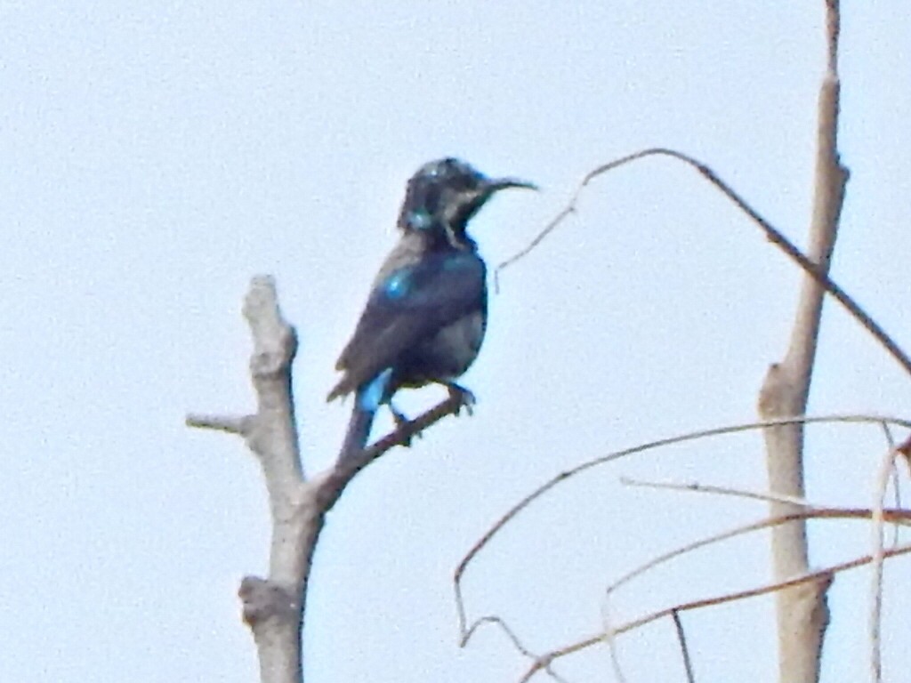 Loten's Sunbird - ML642857757