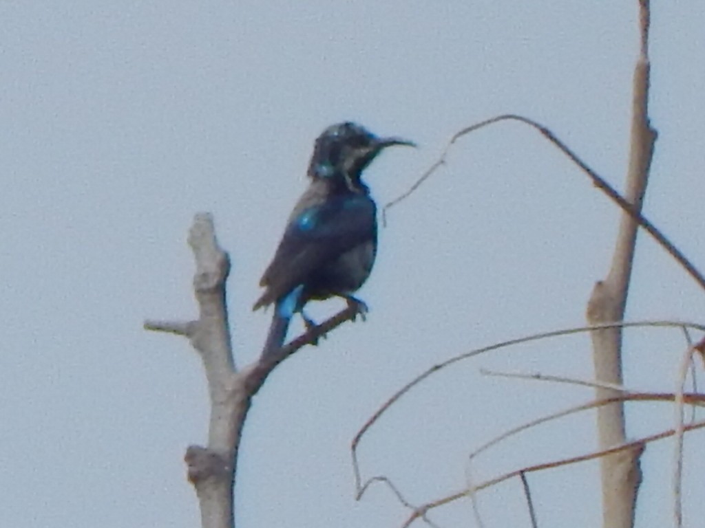 Loten's Sunbird - ML642857758