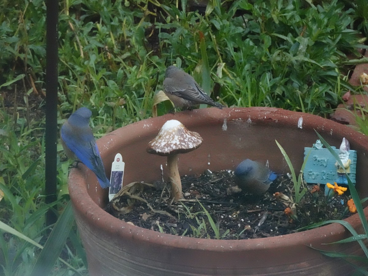 Western Bluebird - ML642857759