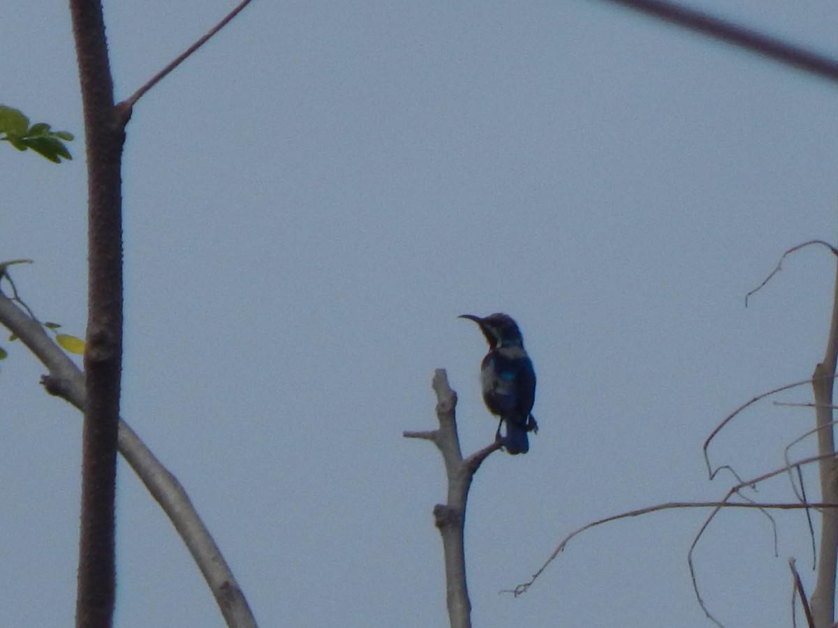 Loten's Sunbird - ML642857761