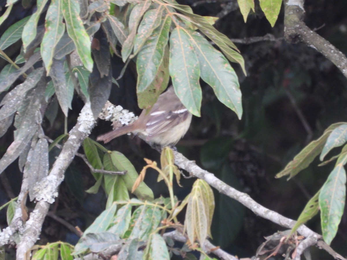 Yellow-bellied Elaenia - ML642857776