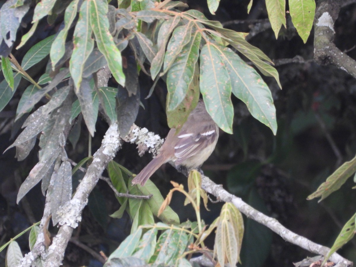 Yellow-bellied Elaenia - ML642857777