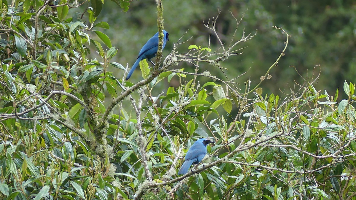 Turquoise Jay - ML642857802