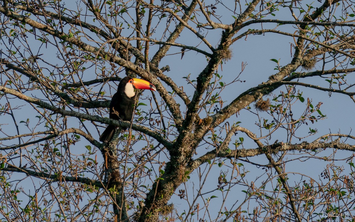 Toco Toucan - ML642857807