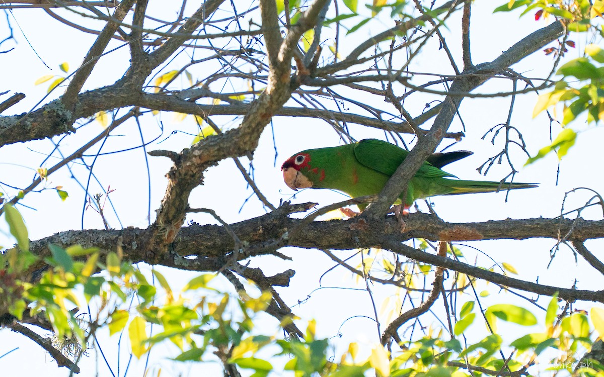 Mitred Parakeet - ML642857817