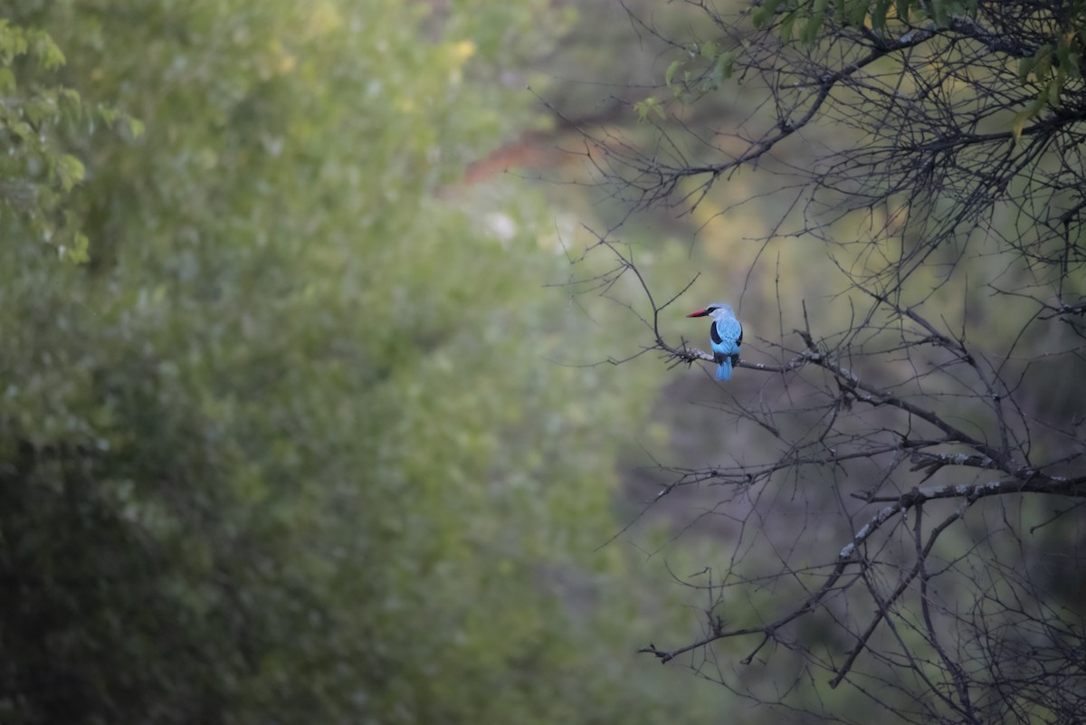 Woodland Kingfisher - ML642857820