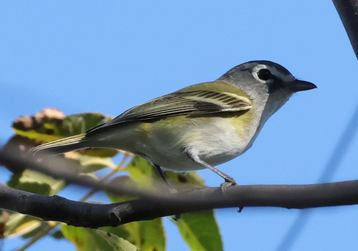 Blue-headed Vireo - ML642857825